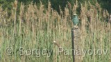 Video of European Roller - European Roller in nest period